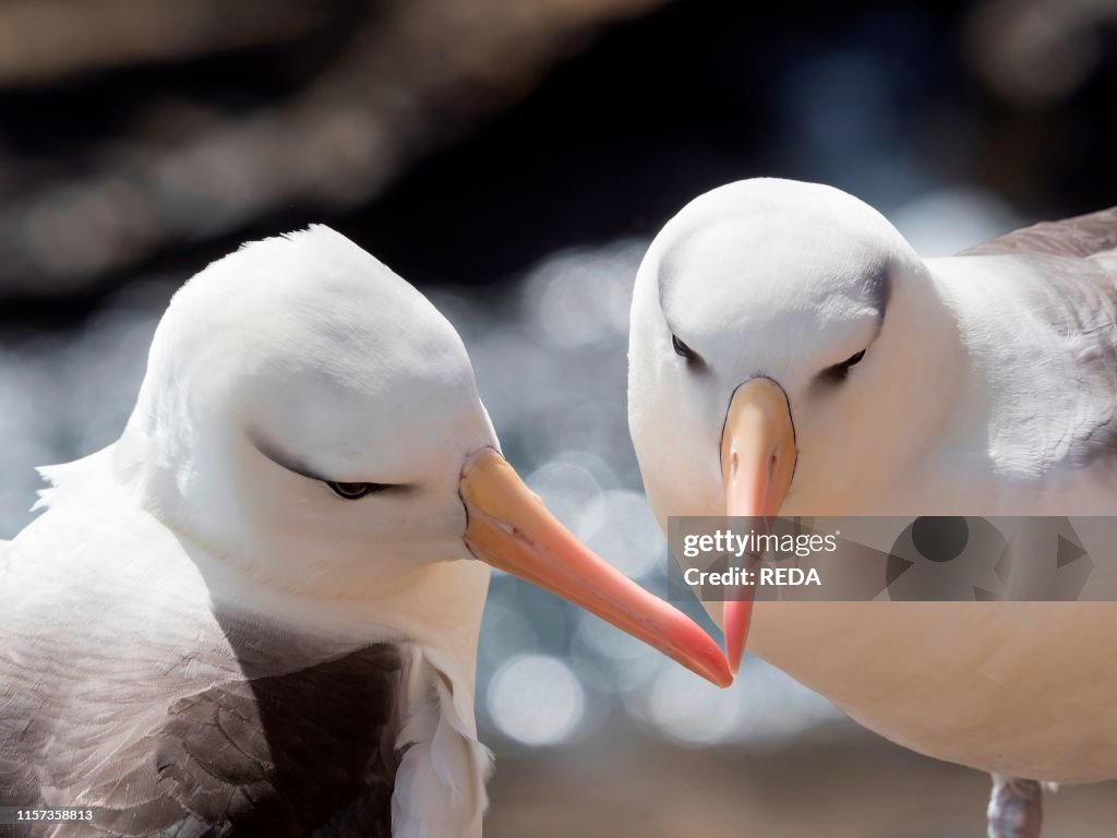 Black-browed albatross or black-browed mollymawk (Thalassarche melanophris). pair preening at nest. South America. Falkland Islands. January.