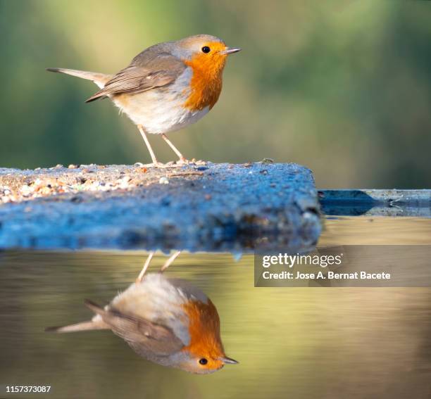 Robin Rocking Water 5,690 Robin Stone Stock Photos, High-Res Pictures, and Images - Getty ...