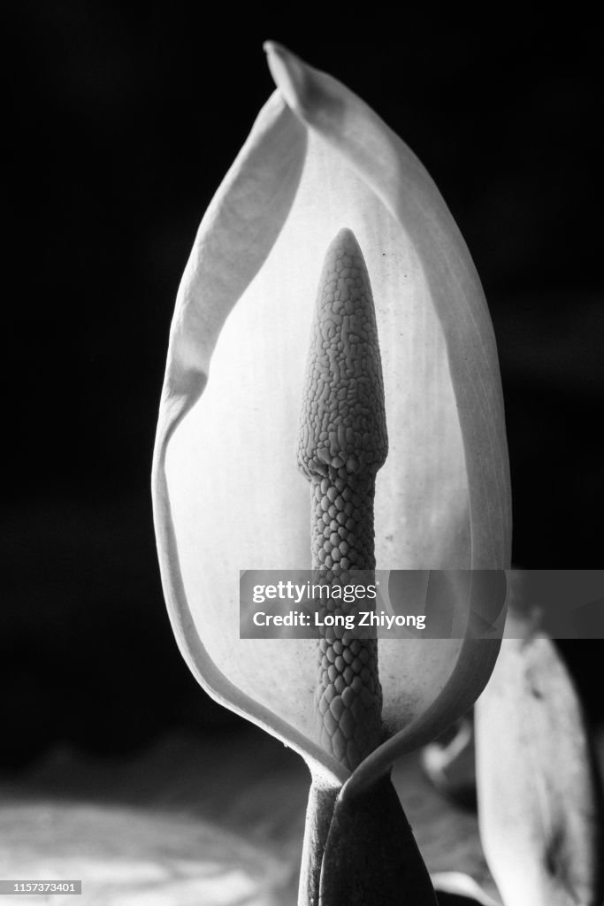 Flower of arisaema