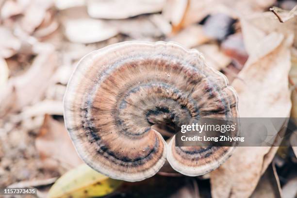 glossy ganoderma - hypha stock pictures, royalty-free photos & images