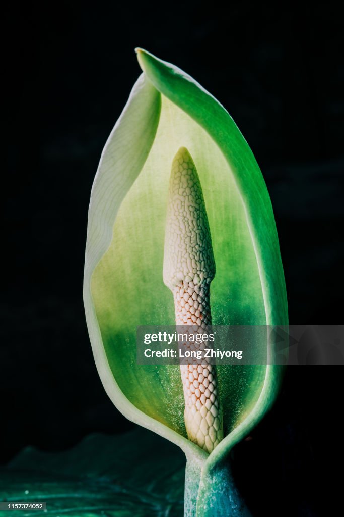 Flower of arisaema