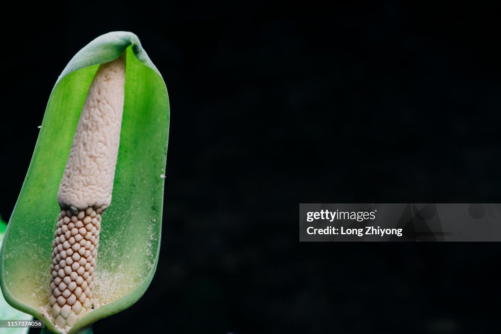 Flower of arisaema