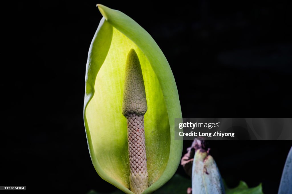 Flower of arisaema
