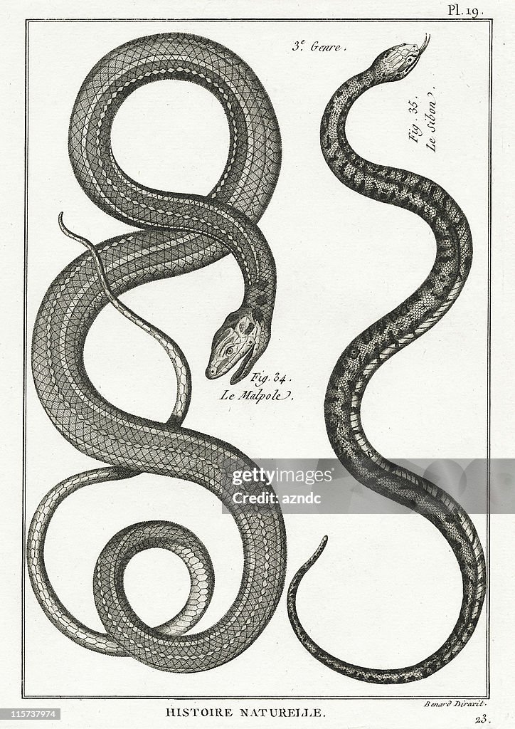 Serpent, Teller 19