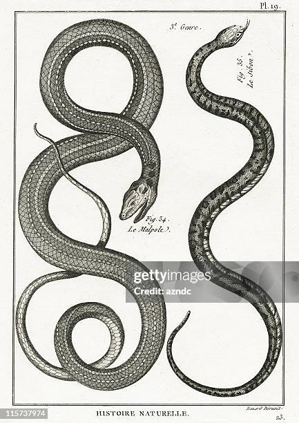 stockillustraties, clipart, cartoons en iconen met serpent, plate 19 - slang