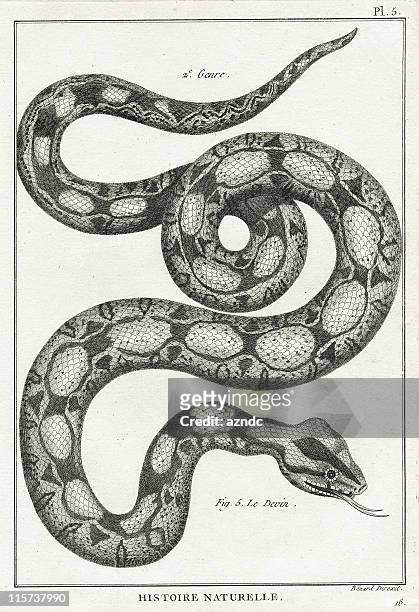 serpent, plate 5 - snake skin stock illustrations