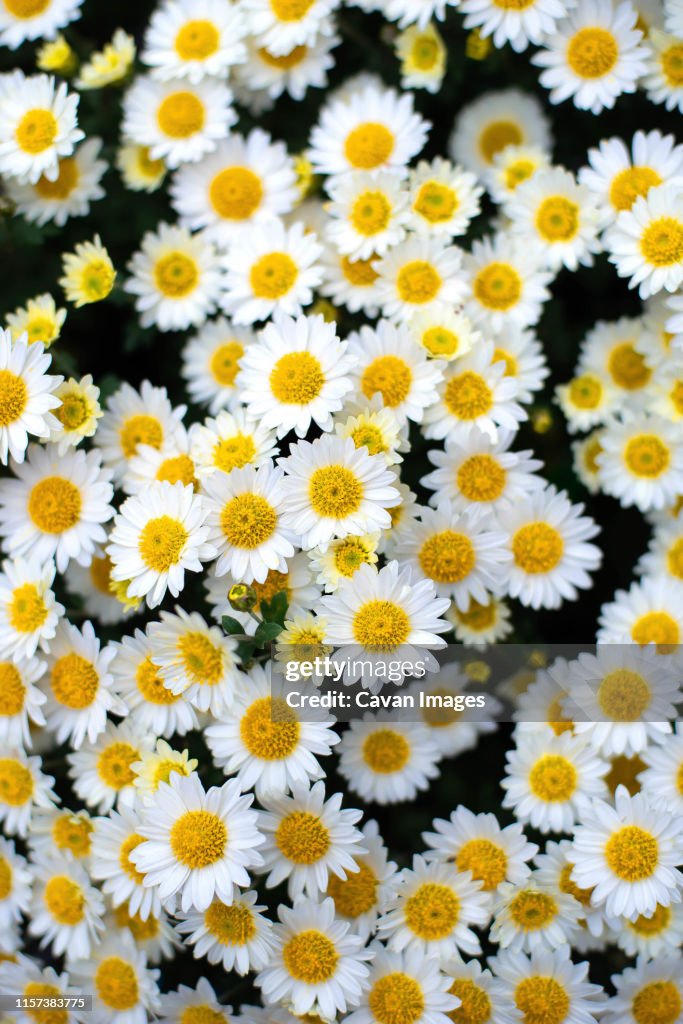 Closeup on white chamomile flowers