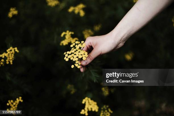 woman holding wild yellow flowers. - texture vegetal stock pictures, royalty-free photos & images