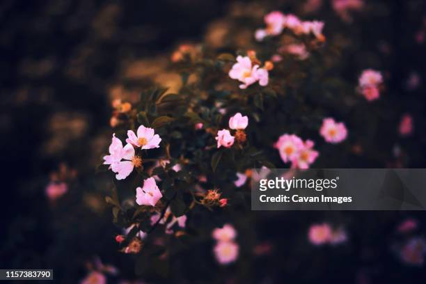 little pink flowers background - texture vegetal stock pictures, royalty-free photos & images