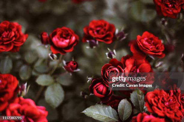 roses in a garden at sunset. - texture vegetal stock pictures, royalty-free photos & images