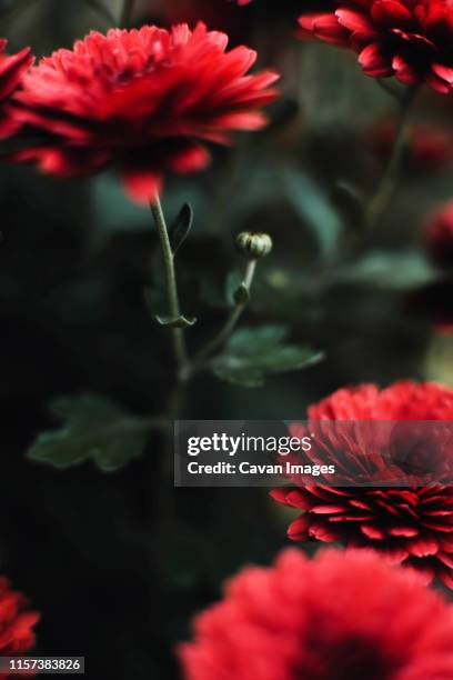 closeup on red chrysanthemum flowers - texture vegetal stock pictures, royalty-free photos & images