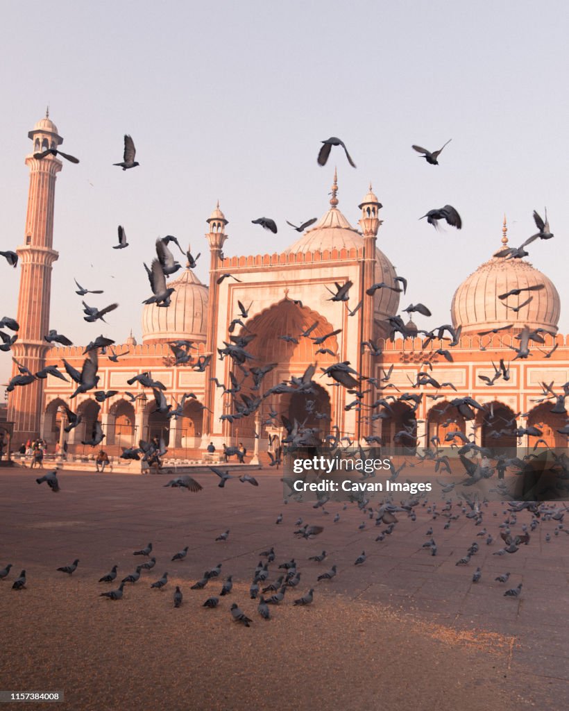 Birds taking flight at Jama Masjid