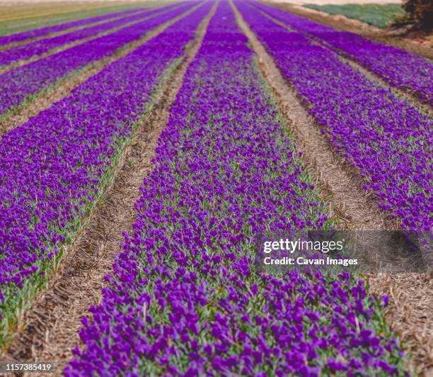 crocus sativus cultivated in rows for saffron. - saffron field stock pictures, royalty-free photos & images