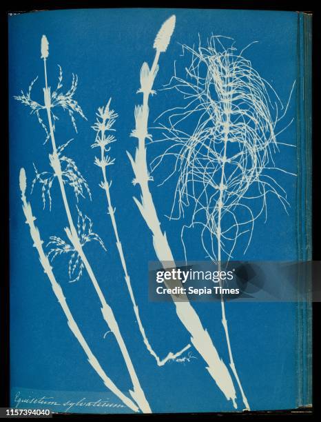 Equisetum sylvaticum. Anna Atkins. British. 1799 and Anne Dixon. British. 1799 London. England. Europe. 1853. Cyanotype. Image: 25.4 x 20 cm .