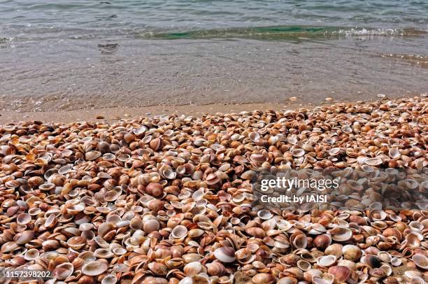 a dense heap of seashells, lots and lots of seashells washed ashore at the seaside - schelpdier dier stockfoto's en -beelden