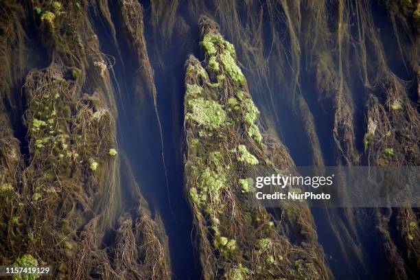 Algae blossom in the river Garonne which is eutrophicated due to hot weather, lack of water and nitrate'pollution. For the 2nd time in a month, an...