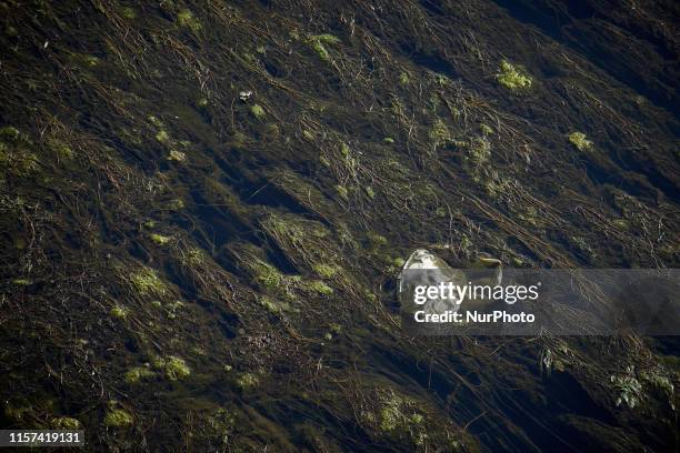 Plastic bag lies in algae. Algae blossom in the river Garonne which is eutrophicated due to hot weather, lack of water and nitrate'pollution. For the...
