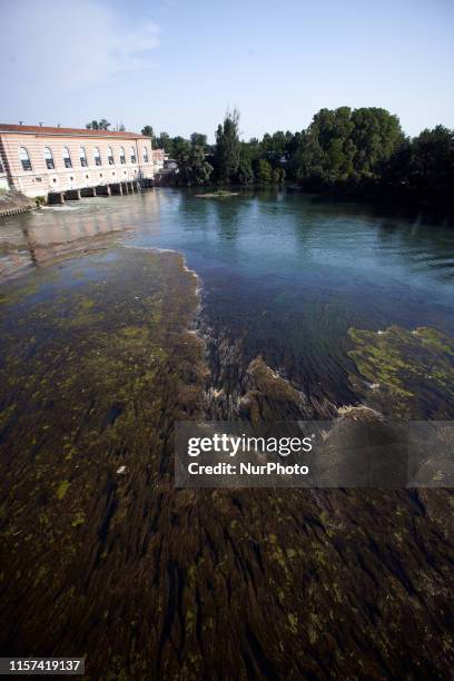 Algae blossom in the river Garonne which is eutrophicated due to hot weather, lack of water and nitrate'pollution near an hydroelectric facility in...