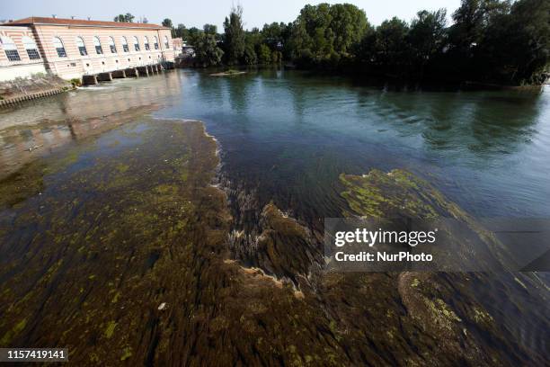 Algae blossom in the river Garonne which is eutrophicated due to hot weather, lack of water and nitrate'pollution near an hydroelectric facility in...