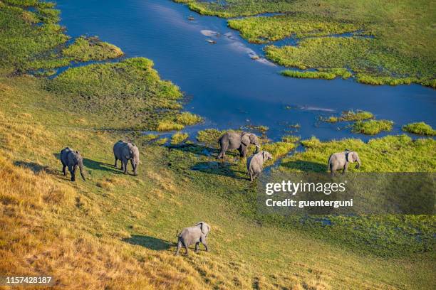 aerial view of elephants, okavango delta, botswana, africa - botswana okavango stock pictures, royalty-free photos & images