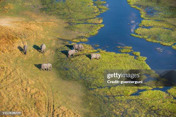 aerial view of elephants, okavango delta, botswana, africa - botswana stock pictures, royalty-free photos & images