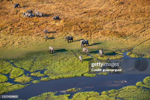 aerial view of elephants, okavango delta, botswana, africa - okavango delta stock pictures, royalty-free photos & images