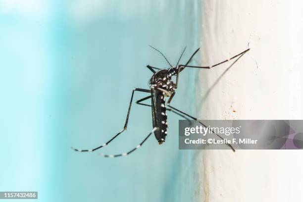 asian tiger mosquito - tijgermug stockfoto's en -beelden