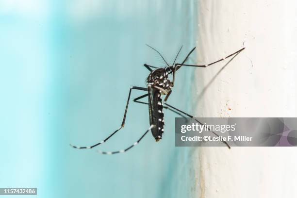 asian tiger mosquito - mygga bildbanksfoton och bilder