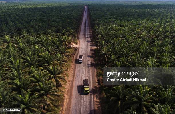 palm oil plantation - oil palm stock-fotos und bilder