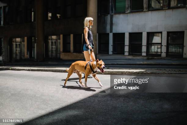 jonge vrouw en haar hond - pit bull stockfoto's en -beelden