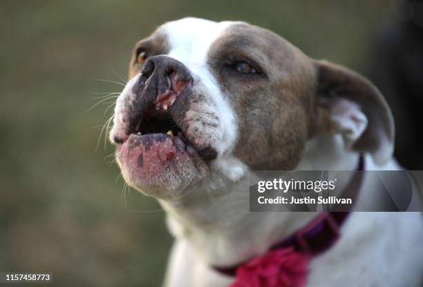 Dog named Puka howls before the start of the World's Ugliest Dog contest at the Marin-Sonoma County Fair on June 21, 2019 in Petaluma, California....