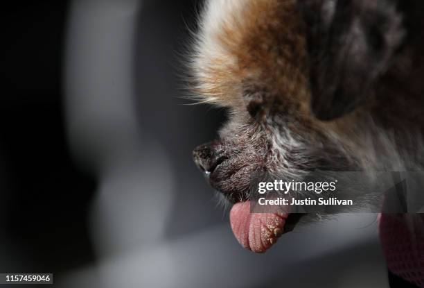 Dog named Tee Tee looks on before the start of the World's Ugliest Dog contest at the Marin-Sonoma County Fair on June 21, 2019 in Petaluma,...