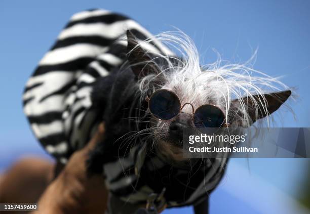 Dog named Rascal looks on before the start of the World's Ugliest Dog contest at the Marin-Sonoma County Fair on June 21, 2019 in Petaluma,...