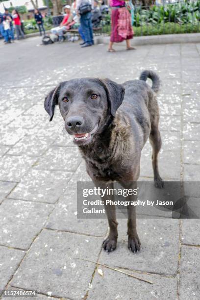 local stray dog in the plaza central park in antigua, guatemala - stray animal stock pictures, royalty-free photos & images