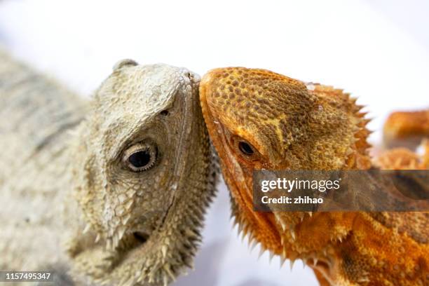 Chocking Lizard 40 Lizards Mouth Stock Photos, High-Res Pictures, and Images - Getty Images