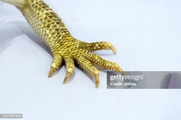 the front paw of a lizard - dragon photos et images de collection