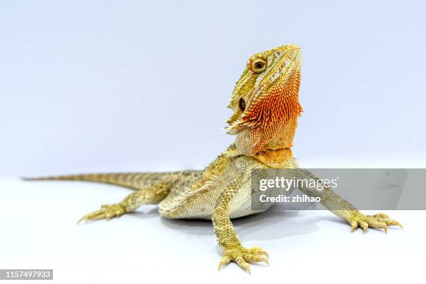 an upward looking lizard against a white background - iguana stock pictures, royalty-free photos & images