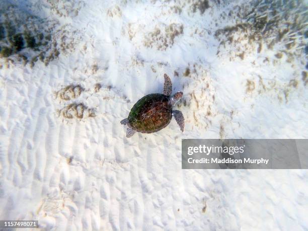 byron bay turtles - undersea stock pictures, royalty-free photos & images