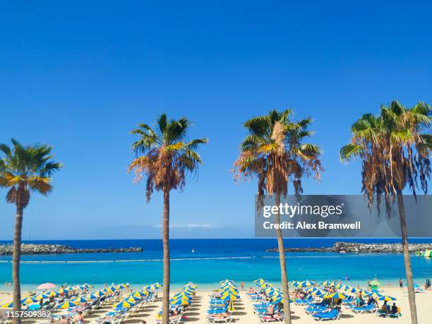 amadores beach palms - gran canaria bildbanksfoton och bilder
