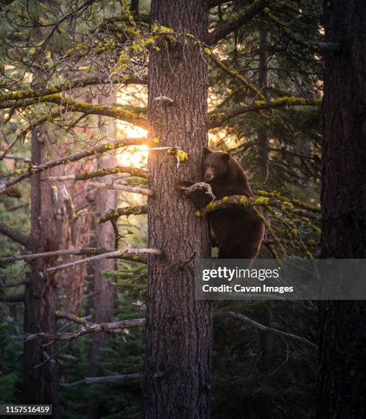 a black bear climbs up a tree in the lake tahoe area at sunset - california bear stock pictures, royalty-free photos & images