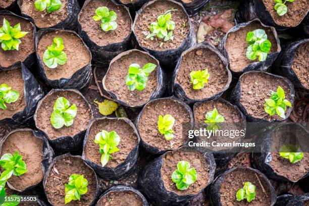 young coffee plants await transplanting - bean sprouting stock pictures, royalty-free photos & images