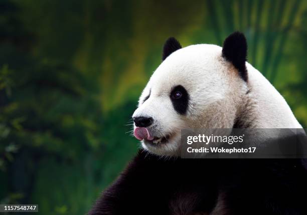 close-up of giant panda - panda fotografías e imágenes de stock