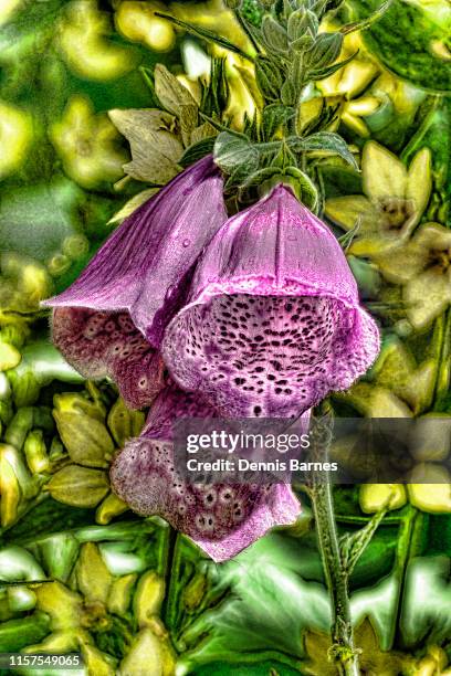 digitally manipulated macro flower image. green and yellow shades, lysimachia and purple foxgloves - digitalis alba stock pictures, royalty-free photos & images
