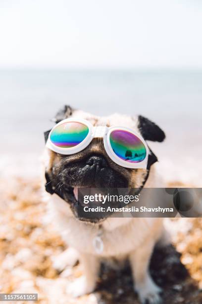 hund in brille haben urlaub in kroatien - möpse stock-fotos und bilder