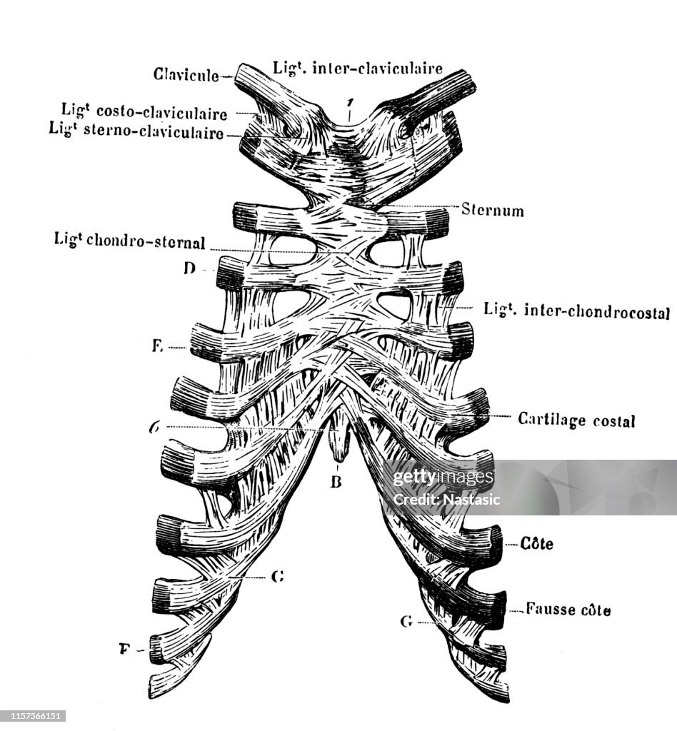 Joints And Ligaments Between Ribs And Sternum High-Res Vector Graphic ...