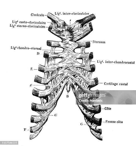 Joints And Ligaments Between Ribs And Sternum High-Res Vector Graphic ...