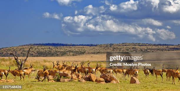 red hartebeest panorama - hartebeest stock pictures, royalty-free photos & images