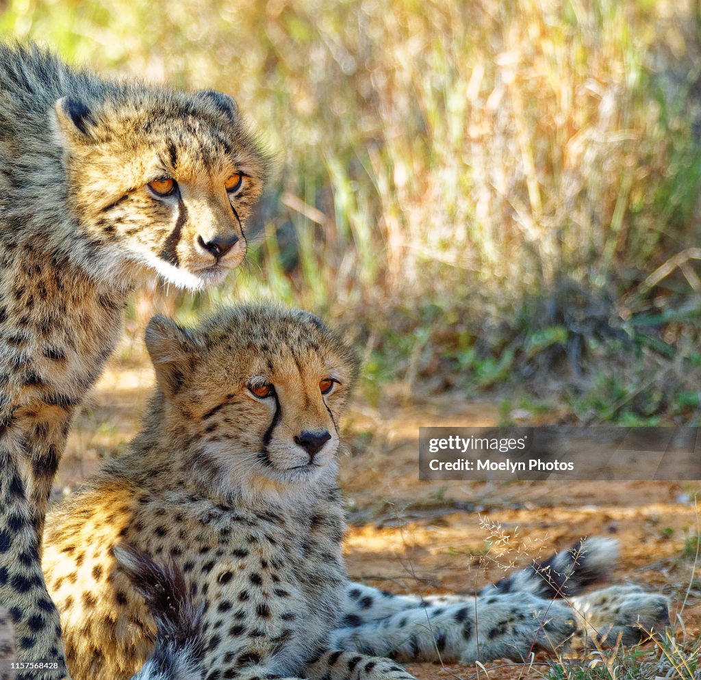 Cheetah Cubs on Alert