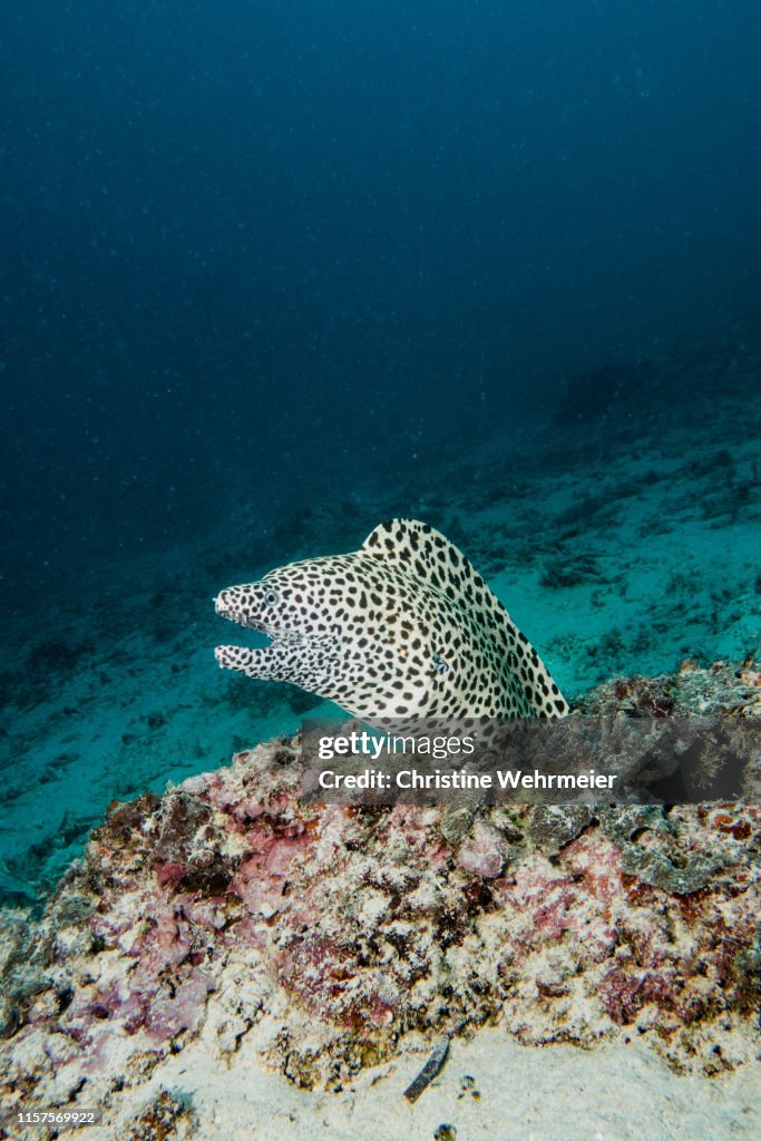 Honeycomb Moray Eel