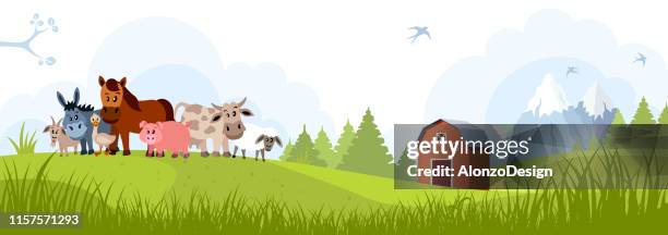 farm and domestic animals - sheep stock illustrations